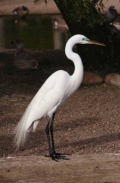 394px-Ardea_alba4.jpg