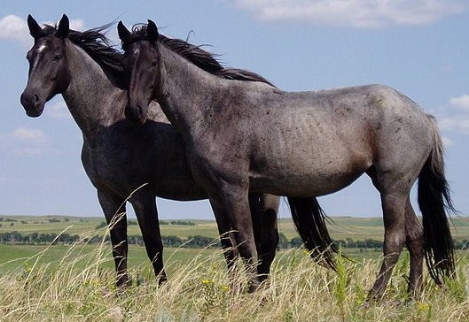 Nokota_Horses_cropped.jpg