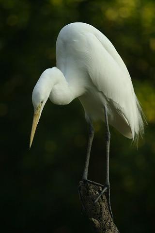 Lightmatter_egret.jpg