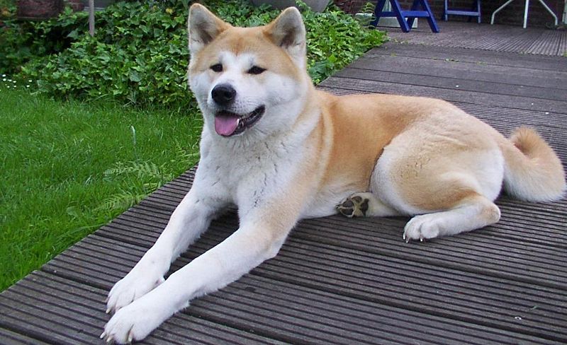 800px-Akita_inu.jpeg