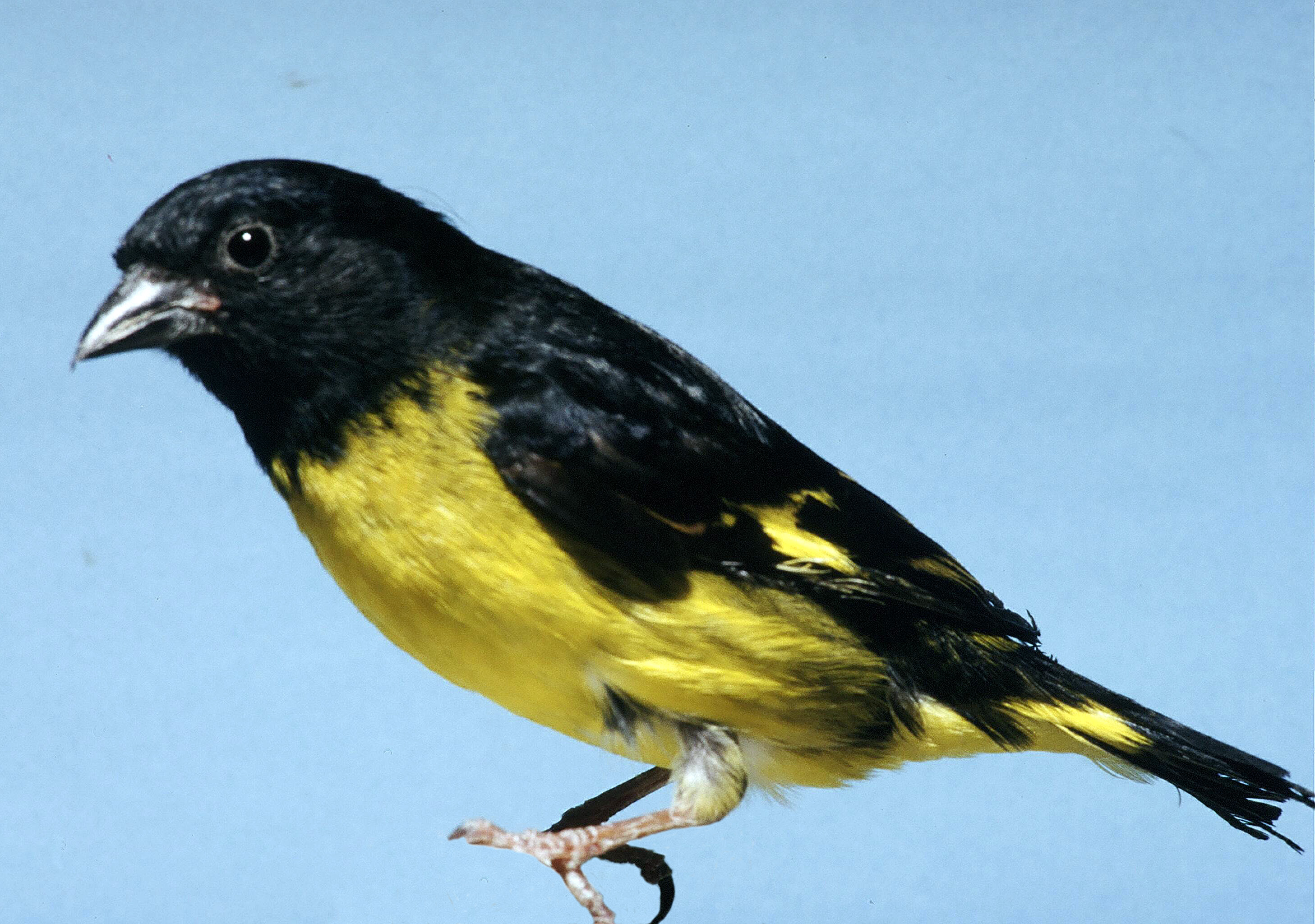 Carduelis_xanthogastra.jpg