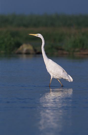 Egretta_alba_2_%28Marek_Szczepanek%29.jpg