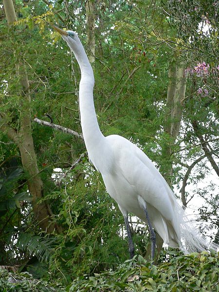 450px-Ardea_alba1.jpg