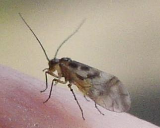 Psocoptera.jpg