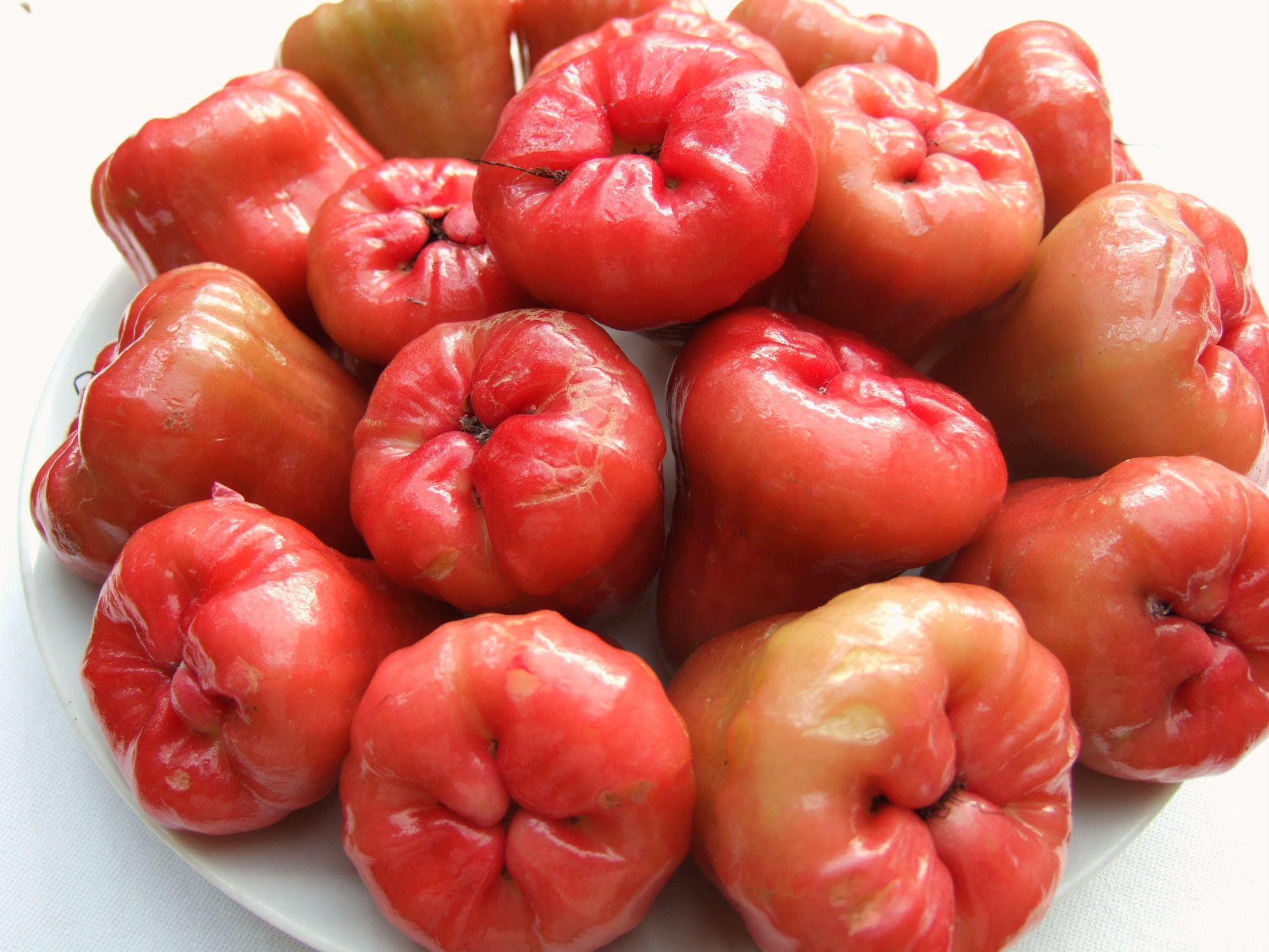 Syzygium_samarangense_jambu_cincalo.jpg