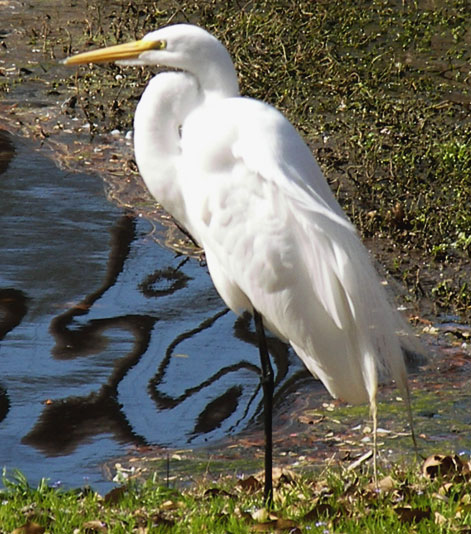 C.a.egretta_louisiana.jpg