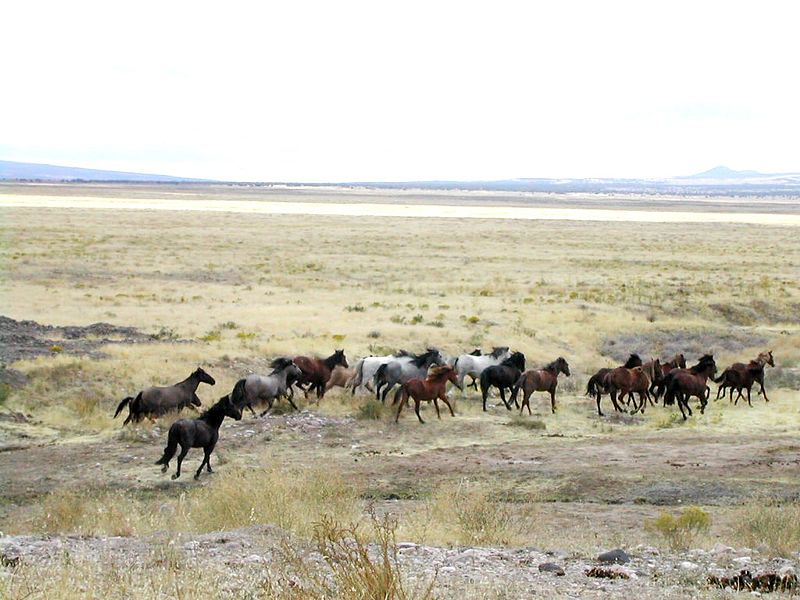 800px-Mustang_Utah_2005_2.jpg